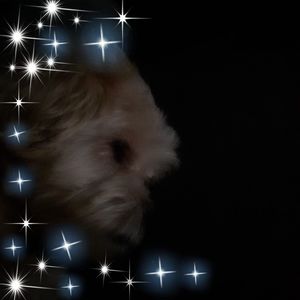 Meet your Posher, Bonnie